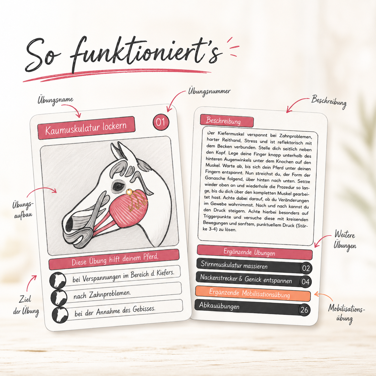 Physio-Paket für Pferde | 50 Dehn- & Massageübungen
